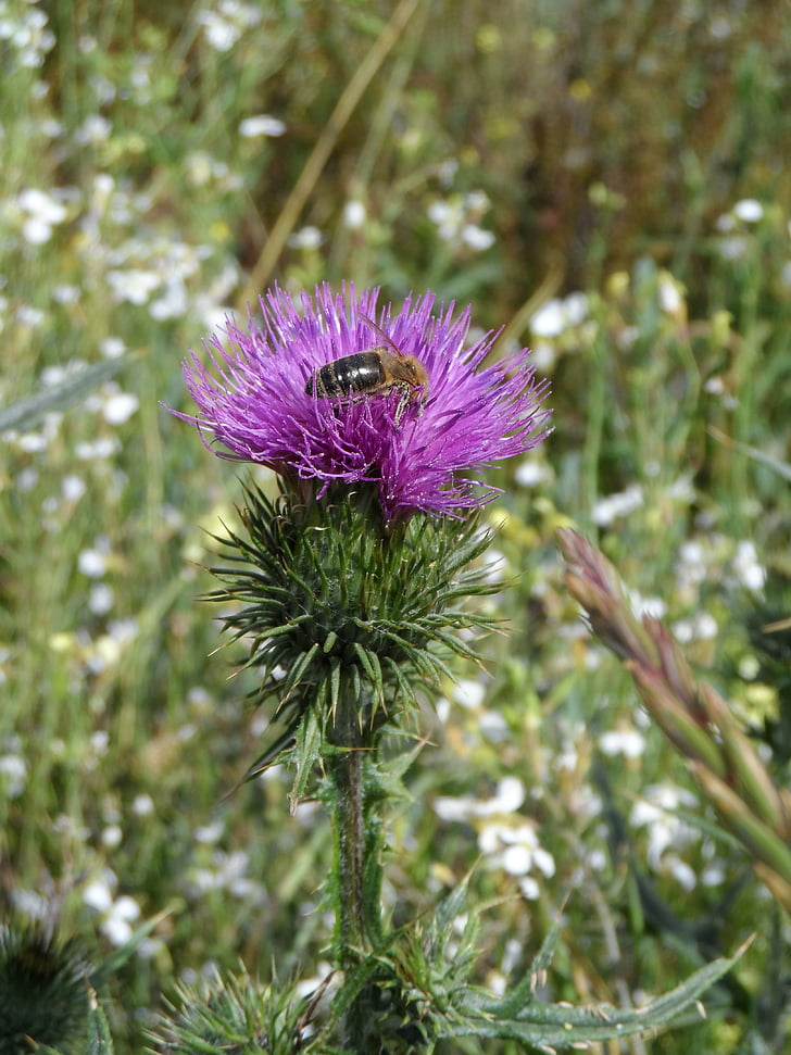 thistle, bee, purple, green, thorns, prickly, scratchy