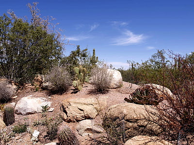 poušť, Arizona, kaktus, závod, horká, suché, eroze