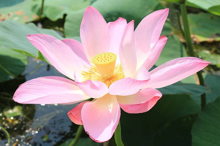 Baiyangdian, air, Kolam, Lotus, Pink petal, alam, kelopak