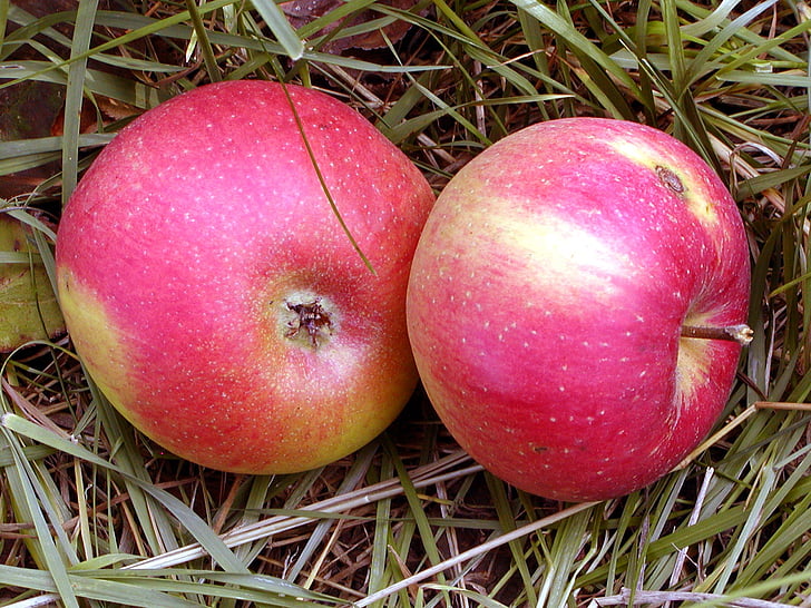 frugt, Apple, rød, efterår, fosteret, træ, sundhed