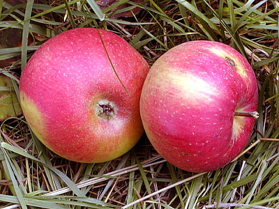 ovocie, Apple, červená, jeseň, plod, strom, zdravie