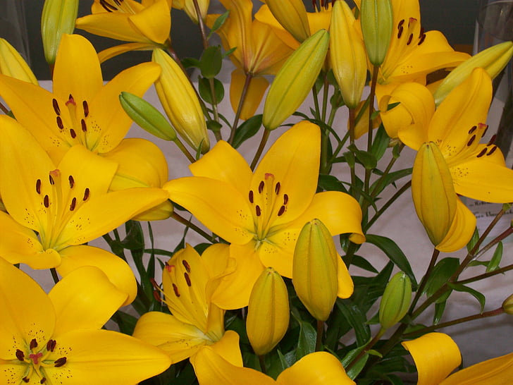 flors, lliris, groc, amb flors de tiges, flora, flor, natura