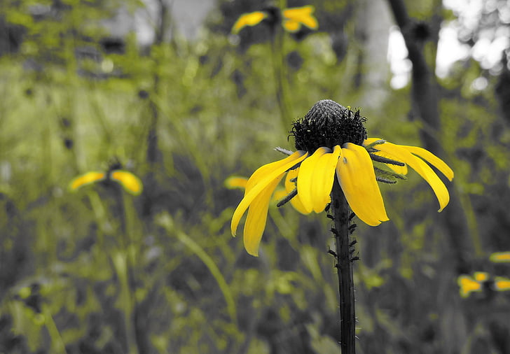 flower, yellow flower, plant, yellow, field