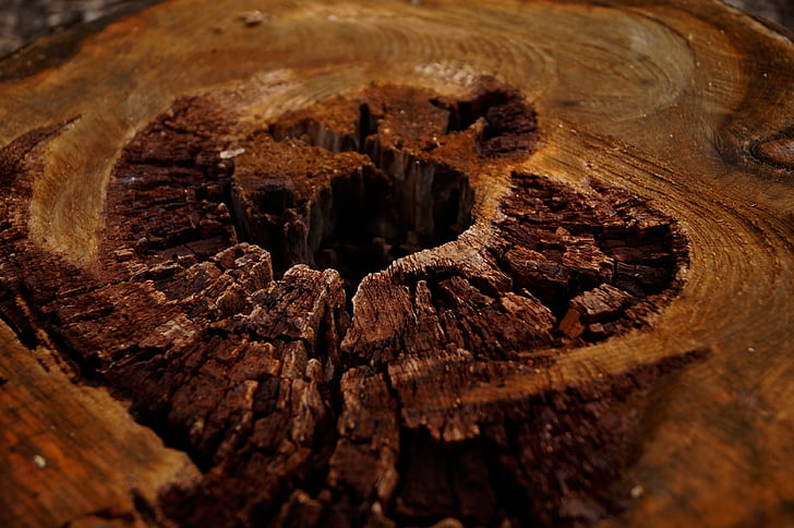 wood, brown, log, pattern, stubs, forest, stump