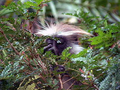 colobus monkey, tree, leaves, wild, nature, wildlife, monkey