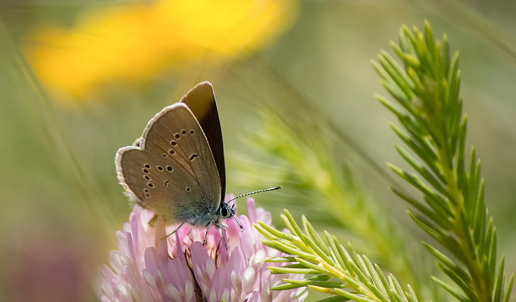 papillon, Kleiner, alpin, Argus bleu, Blossom, Bloom, nectar