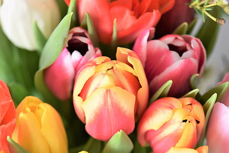 Tulpen, Strauß, Blumen, Blumenstrauß, Tulip bouquet, Bundesregierung, bunte