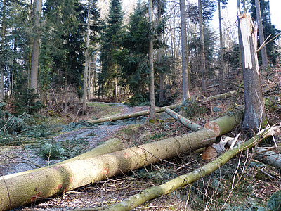 산림 작업, 나무 케이스 워크, 나무 줄기, 톱 질, 폭풍 피해, 숲 손상