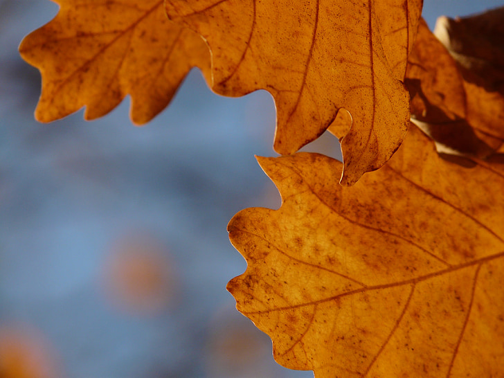 дъбови листа, дъб, Quercus, неподвижен дъб, Зимен дъб, Зимен дъб, златна есен