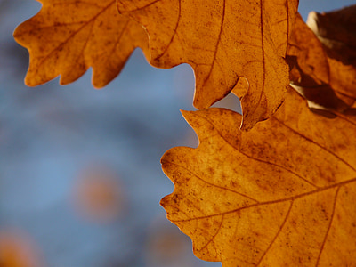 feuilles de chêne, chêne, Quercus, chêne rouvre, Quercus petraea, chêne d’hiver, automne doré
