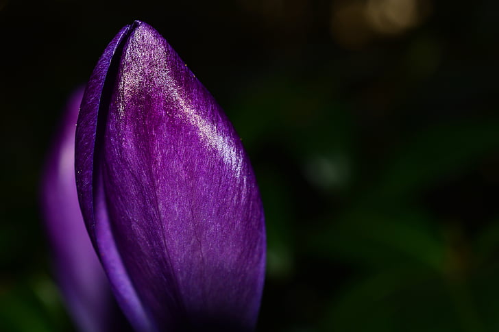 Micro, Fotografie, u, Šafrán, květ, jaro, fialová