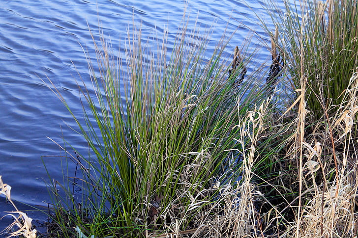 Reed, vatten, dammen, sjön