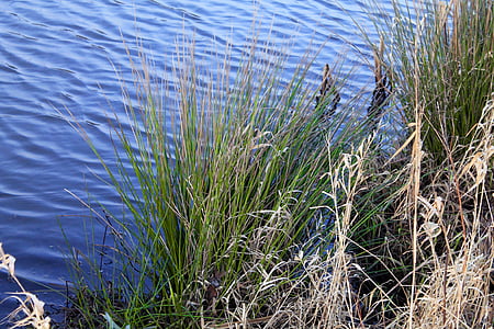 reed, water, pond, lake