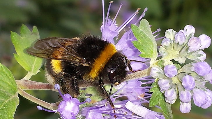 Hummel, abeja, insectos, flor, floración, polinización, polen