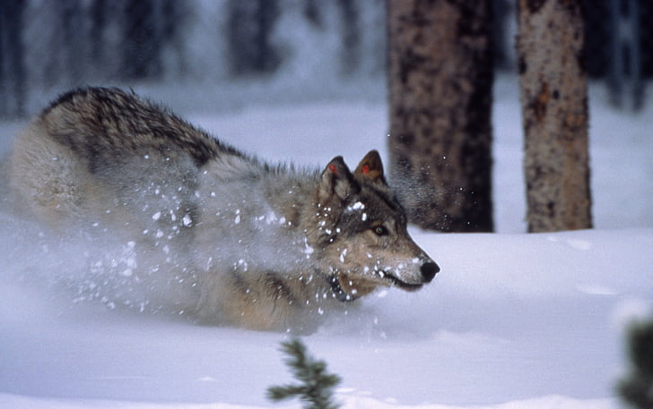 wolf, running, snow, mammal, canis lupus, grey, gray