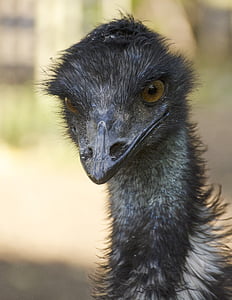 EMU, vogel, dieren in het wild, natuur, dier, vliegende, hoofd