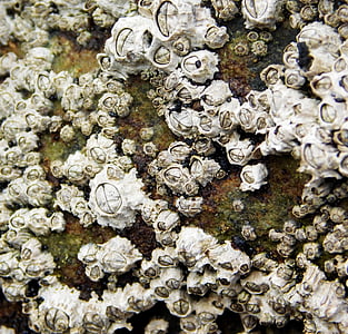 crustacean, sea, coast, shell, texture, barnacle, rock
