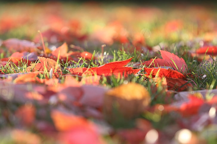 caída, otoño, hojas, hoja, amarillo, naranja, verde