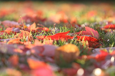 faller, hösten, lämnar, Leaf, gul, Orange, grön