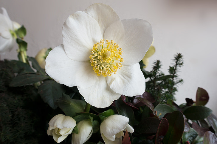 rose de Noël, fleur, blanc, winterblueher, Blossom, Bloom, fleur blanche