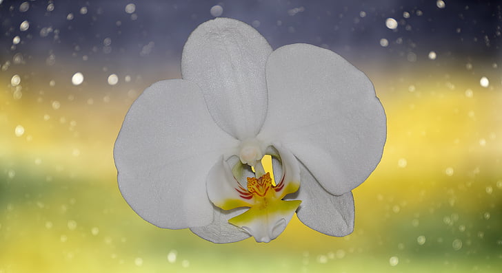 orchidej, květ, květ, Bloom, bílá, závod, Barva