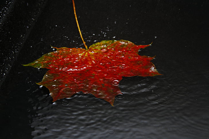 Blatt, Herbst, Herbst Blatt, Blätter, Goldener Herbst, Farben des Herbstes, rot