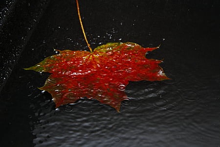 blad, efterår, efterår blade, blade, gyldne efterår, efterårsfarver, rød