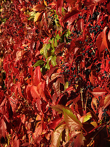 červený ivy, červené listy, zdi listí, břečťan, červená, listy, podzim