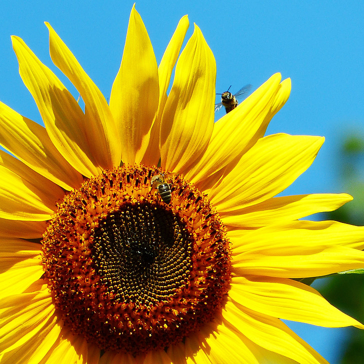 sun flower, bee, in flight, bees, flower meadow, flowers, yellow