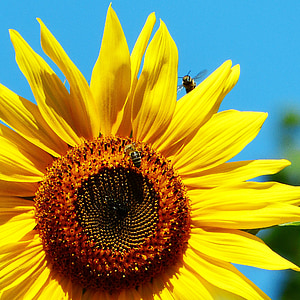 saules puķe, Bite, lidojuma laikā, bites, ziedu pļavu, ziedi, dzeltena