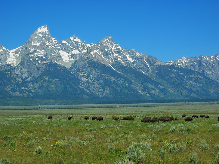 Parc national de grand tetons, Wyoming, paysage, Scenic, buffle, montagnes, herbe