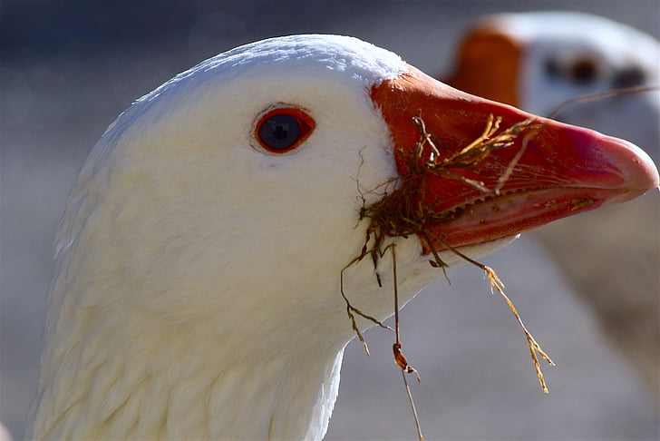 goose, white, feather, sunlight, beak, face, profile