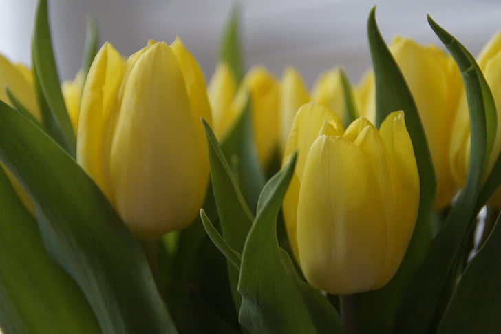 tulpės, tulpių puokštė, puokštė, pavasarį, Pavasario gėlė, Strauss, augalų