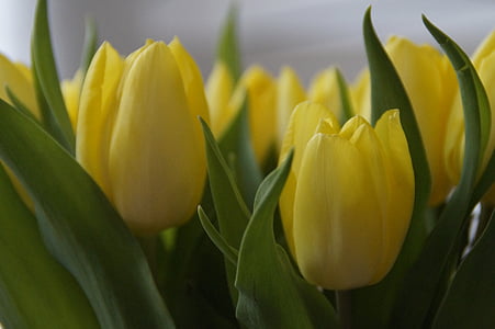 tulipes, bouquet de tulipes, bouquet, printemps, fleur de printemps, Strauss, plante