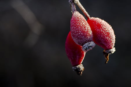 rose hip, hiffe, frost, winter, hoarfrost, ice, cold