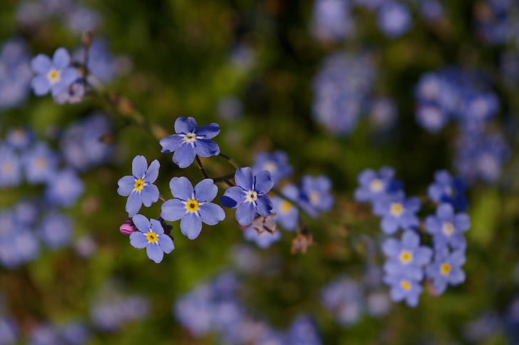 Violet, jar, kvet, kvet, rastlín, modrá, fialová