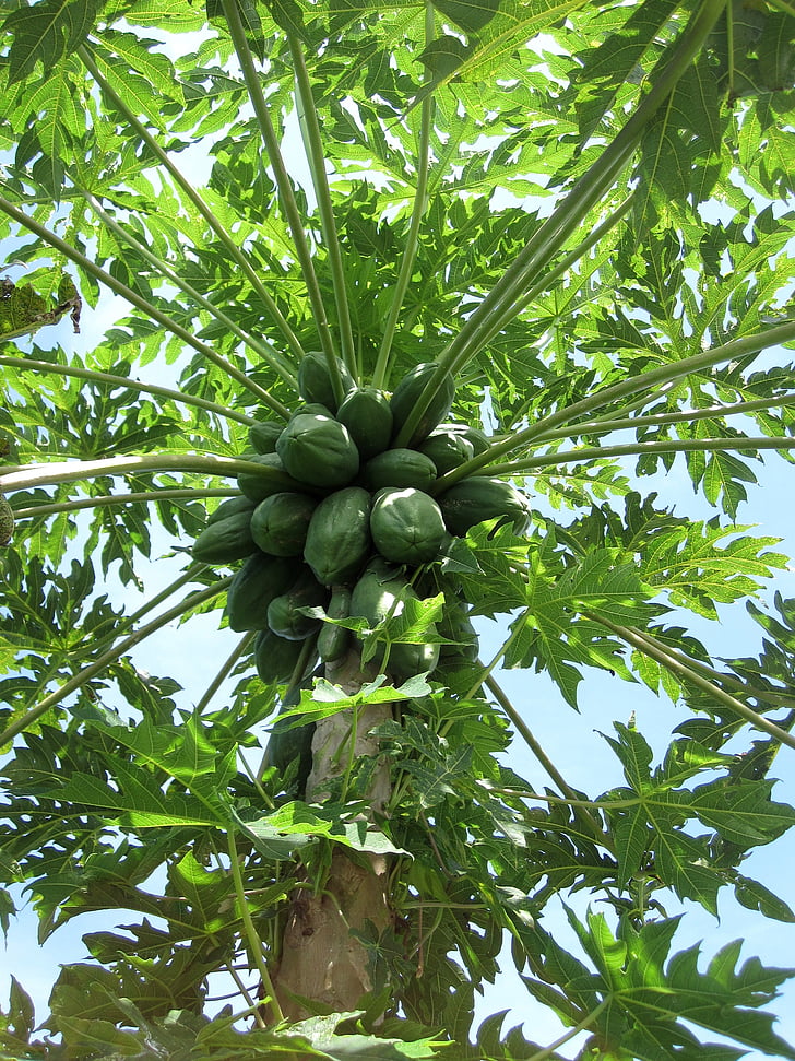 papaye, vert, fruits, arbre, organique