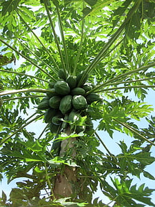 papaya, grøn, frugt, træ, økologisk