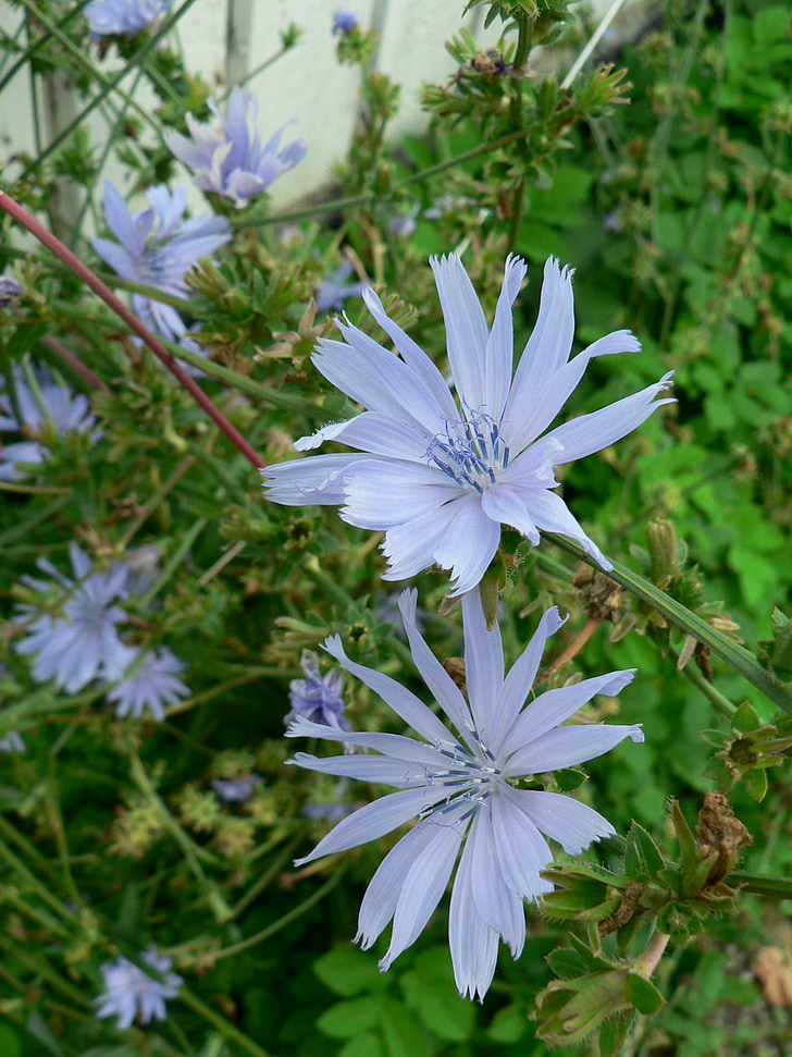 cikorija, vägvårda, nebo plavo, cvijet, dikesren, Danska