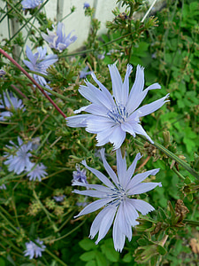 chicória, vägvårda, céu azul, flor, dikesren, Dinamarca