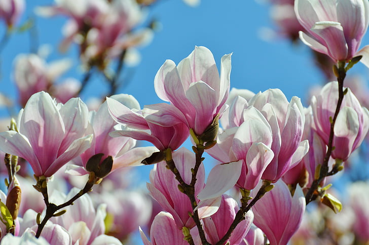 Magnolia, musim semi, bunga, pohon, mekar penuh, alam, warna pink
