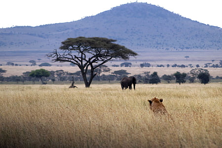 Lion, éléphant, l’Afrique, tige, Safari, paysage, animaux