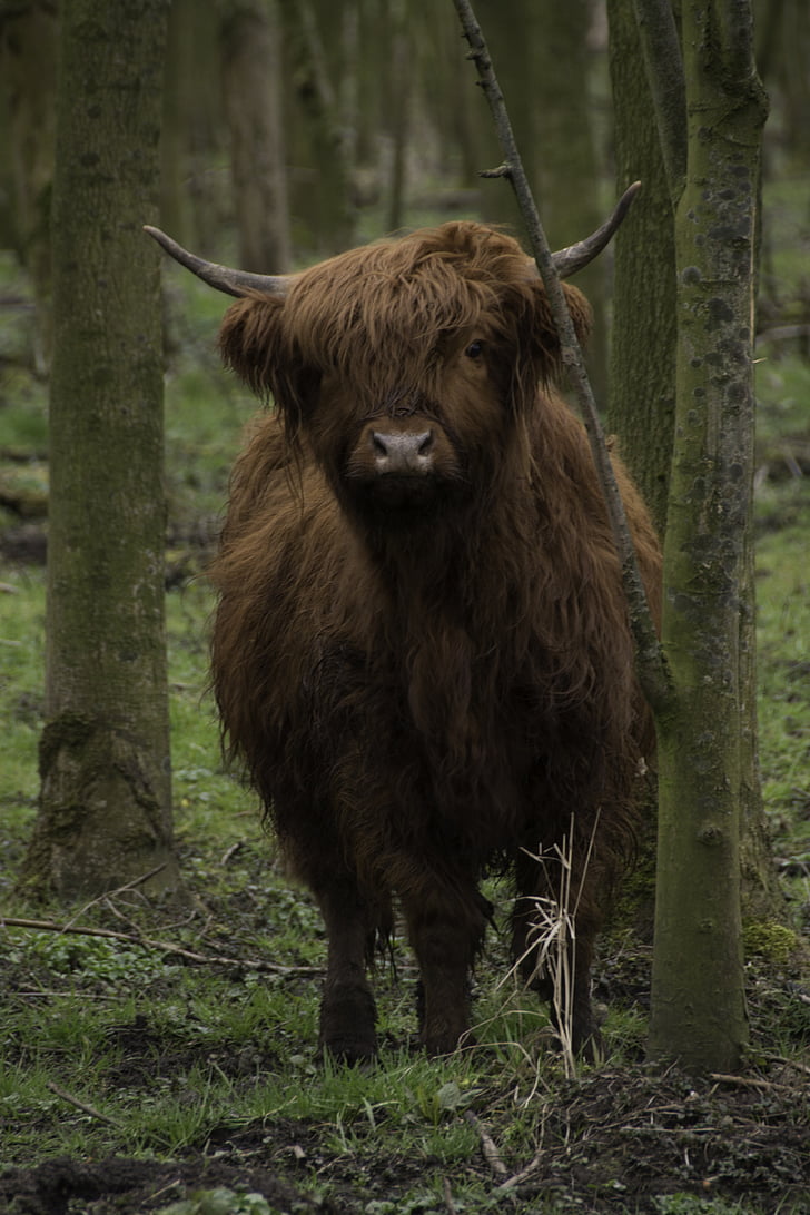 rjava, škotski, Highlander, krava, govedo, gozd, škotski Highlanderji