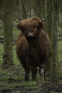 brown, scottish, highlander, cow, cattle, forest, scottish highlanders
