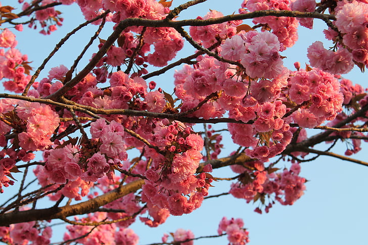 tavaszi, cseresznyevirág, cseresznye, Blossom, Bloom, rózsaszín, cseresznye