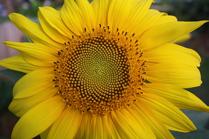sunflower, yellow, flower, nature, sun, outdoors, summer