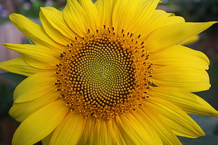 bunga matahari, kuning, bunga, alam, matahari, di luar rumah, musim panas