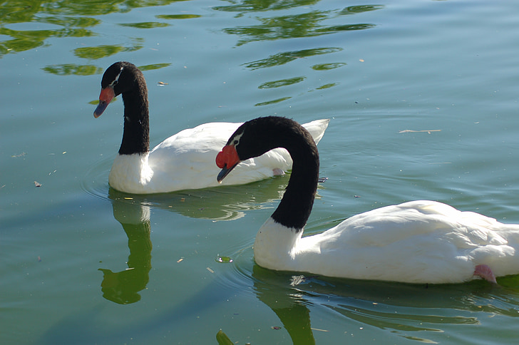 swans, water, nature, animal, peak, lake, birds