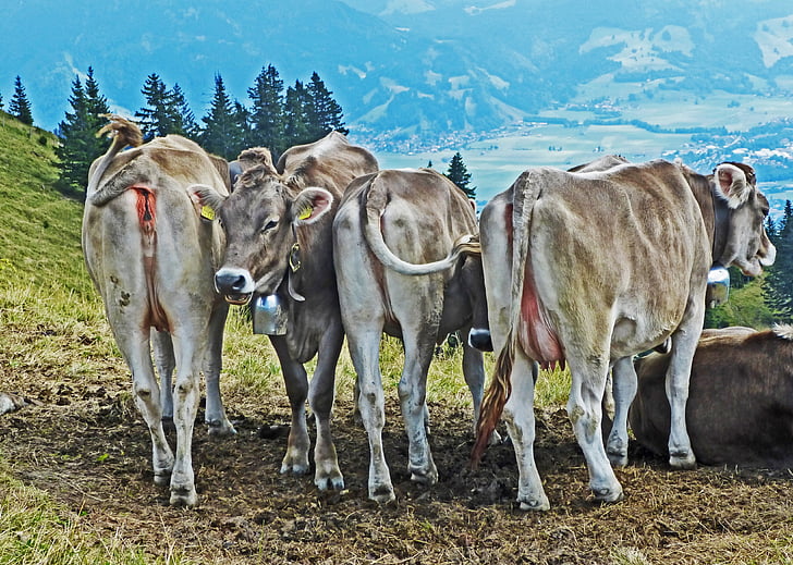 cows, cattle, mountains, view