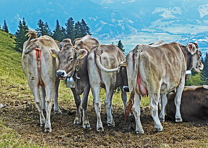 koeien, vee, Bergen, weergave